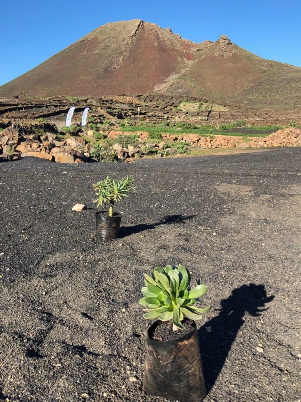 haria-ecopilas-3